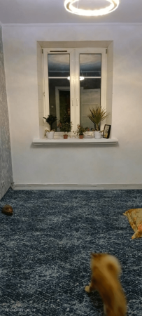 палас принт бертран 95_40